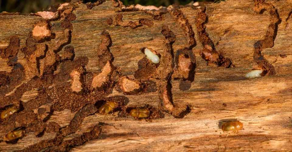 Bark Beetle Larvae — Pest Control Bark Beetle Larvae — Pest Control — Bark Beetle Larvae, Adult Bark Beetles, Wood Log, Pest Control, Pest Control