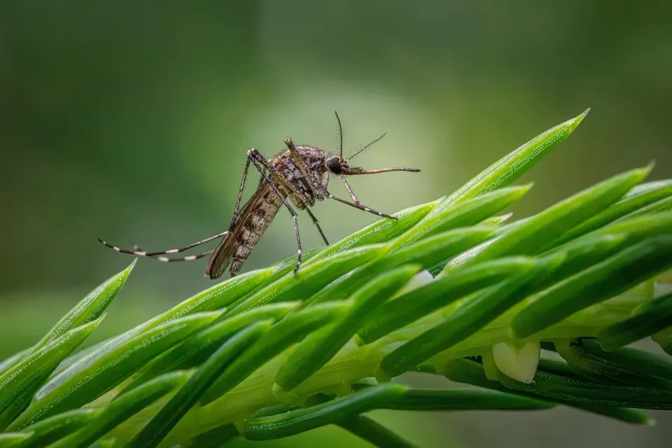 Mosquito — Outdoor — Mosquito, Pine Needles, Plant Leaves, Outdoor, Pest Control