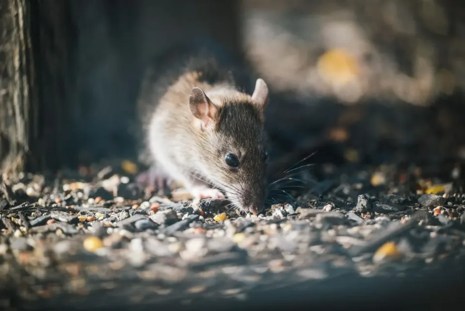 Rat — Pest Control Rat — Pest Control — Rat, Rodent, Seeds, Pest Control, Pest Control