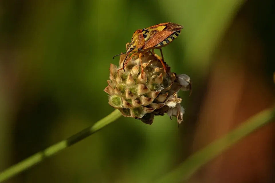 Shield Bug — Pest Control Shield Bug — Pest Control — Shield Bug, Flower Bud, Plant Stem, Pest Control, Pest Control